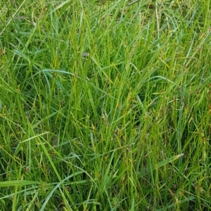 Cyperus sphaeroideus at Bruce, ACT - 30 Mar 2021