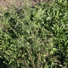 Erigeron sp. at Watson, ACT - 30 Mar 2021