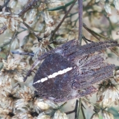 Araneinae (subfamily) (Orb weaver) at Bruce, ACT - 30 Mar 2021 by trevorpreston