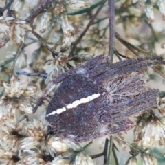 Araneinae (subfamily) (Orb weaver) at Bruce, ACT - 30 Mar 2021 by tpreston