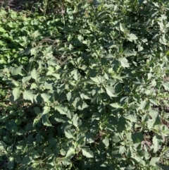 Solanum nigrum (Black Nightshade) at Mount Majura - 29 Mar 2021 by waltraud