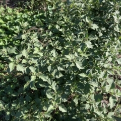 Solanum nigrum (Black Nightshade) at Watson, ACT - 30 Mar 2021 by waltraud