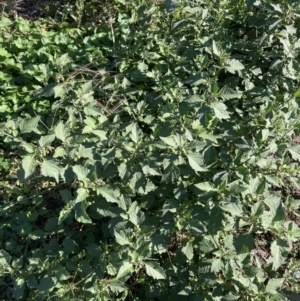 Solanum nigrum at Watson, ACT - 30 Mar 2021