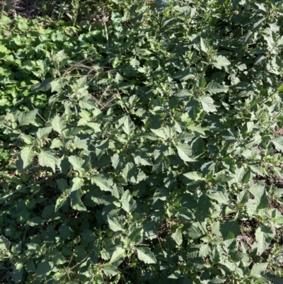 Solanum nigrum (Black Nightshade) at Mount Majura - 29 Mar 2021 by waltraud