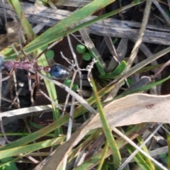 Myrmecia nigriceps (Black-headed bull ant) at Bruce, ACT - 30 Mar 2021 by tpreston