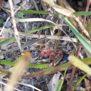 Myrmecia nigriceps at Bruce, ACT - 30 Mar 2021