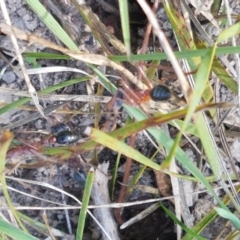 Myrmecia nigriceps at Bruce, ACT - 30 Mar 2021