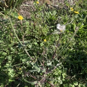 Sonchus oleraceus at Watson, ACT - 30 Mar 2021