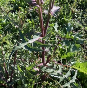 Sonchus oleraceus at Watson, ACT - 30 Mar 2021