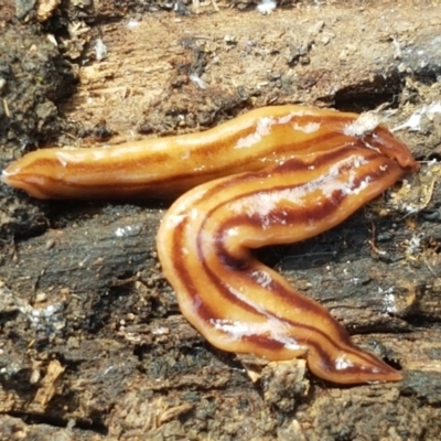 Anzoplana trilineata (A Flatworm) at Bruce Ridge to Gossan Hill - 30 Mar 2021 by trevorpreston
