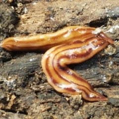 Anzoplana trilineata at Bruce, ACT - 30 Mar 2021