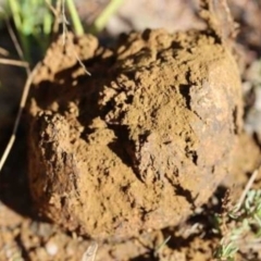 Pisolithus marmoratus (Horse Dung Fungus) at Weetangera, ACT - 27 Mar 2021 by CanberraFungiGroup