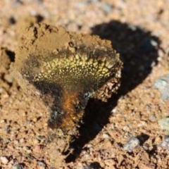 Pisolithus marmoratus at Weetangera, ACT - 27 Mar 2021