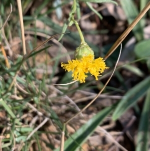 Rutidosis leptorhynchoides at Yarralumla, ACT - 30 Mar 2021