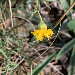 Rutidosis leptorhynchoides (Button Wrinklewort) at Yarralumla, ACT - 29 Mar 2021 by Wendyp5
