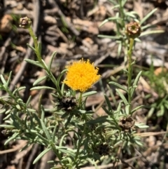 Rutidosis leptorhynchoides at Yarralumla, ACT - 30 Mar 2021