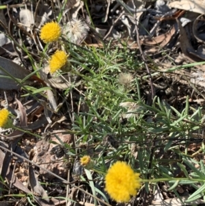 Rutidosis leptorhynchoides at Yarralumla, ACT - 30 Mar 2021