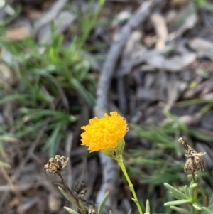 Rutidosis leptorhynchoides at Yarralumla, ACT - 30 Mar 2021 10:06 AM