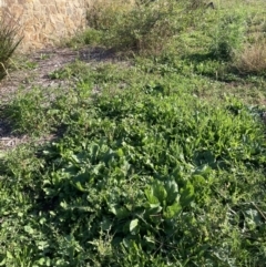 Echium plantagineum (Paterson's Curse) at Watson, ACT - 30 Mar 2021 by waltraud