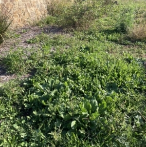 Echium plantagineum at Watson, ACT - 30 Mar 2021 09:36 AM