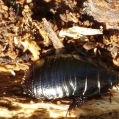 Panesthia australis (Common wood cockroach) at Bruce, ACT - 30 Mar 2021 by tpreston