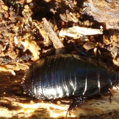 Panesthia australis (Common wood cockroach) at Flea Bog Flat, Bruce - 30 Mar 2021 by tpreston