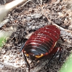 Platyzosteria similis at Bruce, ACT - 30 Mar 2021