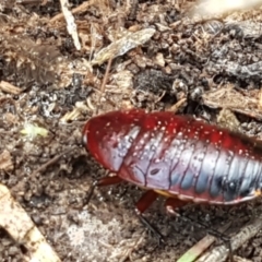 Platyzosteria similis at Bruce, ACT - 30 Mar 2021