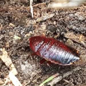 Platyzosteria similis at Bruce, ACT - 30 Mar 2021