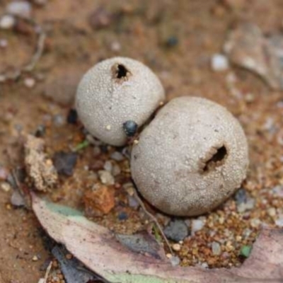 Bovista (A puffball) at Weetangera, ACT - 26 Mar 2021 by CanberraFungiGroup