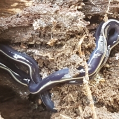 Caenoplana coerulea (Blue Planarian, Blue Garden Flatworm) at Bruce, ACT - 30 Mar 2021 by trevorpreston