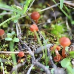 Laccaria sp. (Laccaria) at Weetangera, ACT - 27 Mar 2021 by CanberraFungiGroup