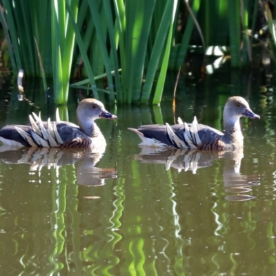 Dendrocygna eytoni (Plumed Whistling-Duck) at Jerrabomberra Wetlands - 30 Mar 2021 by RodDeb