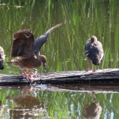 Dendrocygna eytoni at Fyshwick, ACT - 30 Mar 2021