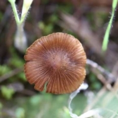 Inocybe sp. (Inocybe) at Weetangera, ACT - 27 Mar 2021 by CanberraFungiGroup