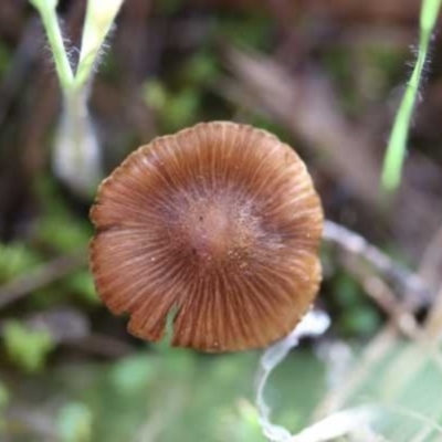 Inocybe sp. (Inocybe) at Weetangera, ACT - 27 Mar 2021 by CanberraFungiGroup