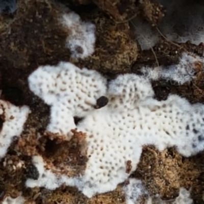 zz flat polypore - white(ish) at Bruce, ACT - 30 Mar 2021 by trevorpreston