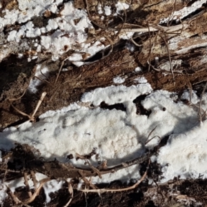 zz flat polypore - white(ish) at Bruce, ACT - 30 Mar 2021