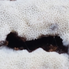 zz flat polypore - white(ish) at Bruce, ACT - 30 Mar 2021