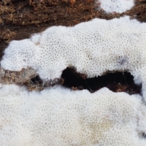 zz flat polypore - white(ish) at Bruce, ACT - 30 Mar 2021