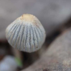 Coprinellus etc. (An Inkcap) at Weetangera, ACT - 26 Mar 2021 by CanberraFungiGroup