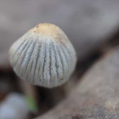 Coprinellus etc. (An Inkcap) at Weetangera, ACT - 27 Mar 2021 by CanberraFungiGroup