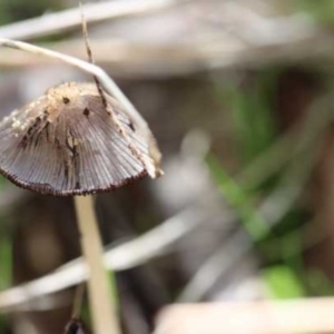 Coprinellus etc. at Weetangera, ACT - 27 Mar 2021