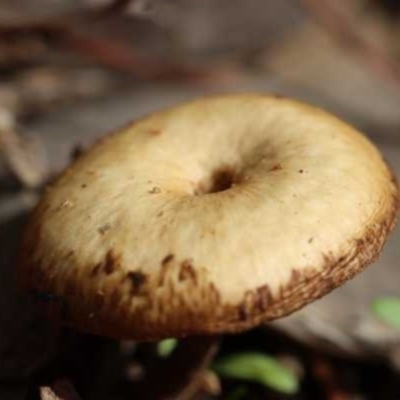 Lentinus arcularius (Fringed Polypore) at Weetangera, ACT - 27 Mar 2021 by CanberraFungiGroup