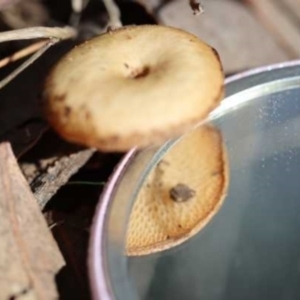 Lentinus arcularius at Weetangera, ACT - 27 Mar 2021