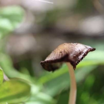 Parasola sp. (genus) (An Inkcap) at Weetangera, ACT - 26 Mar 2021 by CanberraFungiGroup