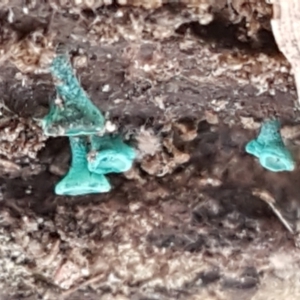 Chlorociboria at Bruce, ACT - 30 Mar 2021