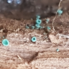 Chlorociboria at Bruce, ACT - 30 Mar 2021