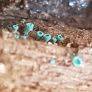 Chlorociboria at Bruce, ACT - 30 Mar 2021