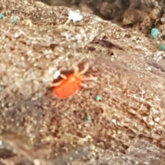 Acari (informal subclass) (Unidentified mite) at Bruce Ridge to Gossan Hill - 30 Mar 2021 by trevorpreston